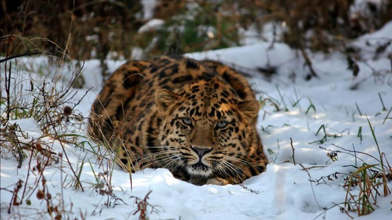 Leopard Genome Sequencing Revises Our Understanding of Their Natural History