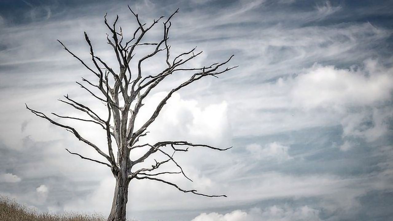 Ghost Forest “Tree Farts” Contribute to Greenhouse Gas Emissions