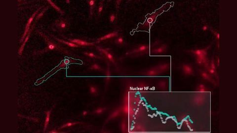 Researchers Decode the "Language" of Immune Cells