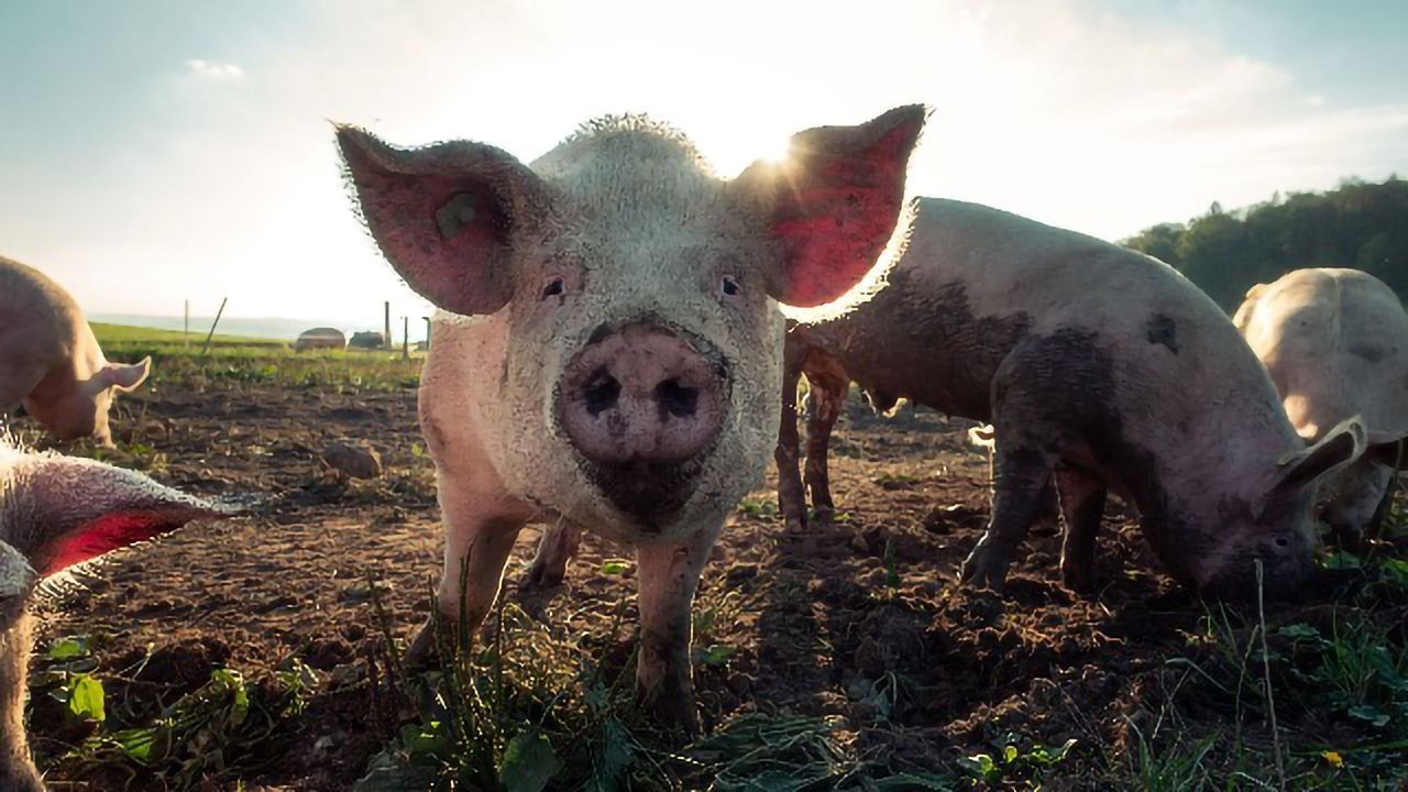 Researchers Find Evidence That Mammals Can Use Their Intestines To Respire