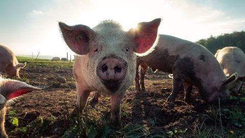 Researchers Find Evidence That Mammals Can Use Their Intestines To Respire
