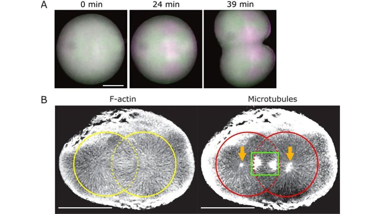 Polarized Fluorescent Probe Reveals Architectural Dynamics of Living Cells