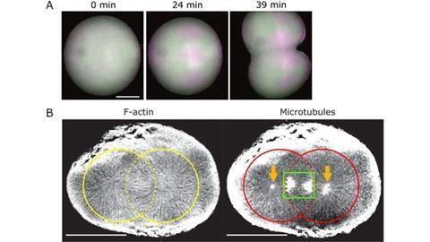 Polarized Fluorescent Probe Reveals Architectural Dynamics of Living Cells