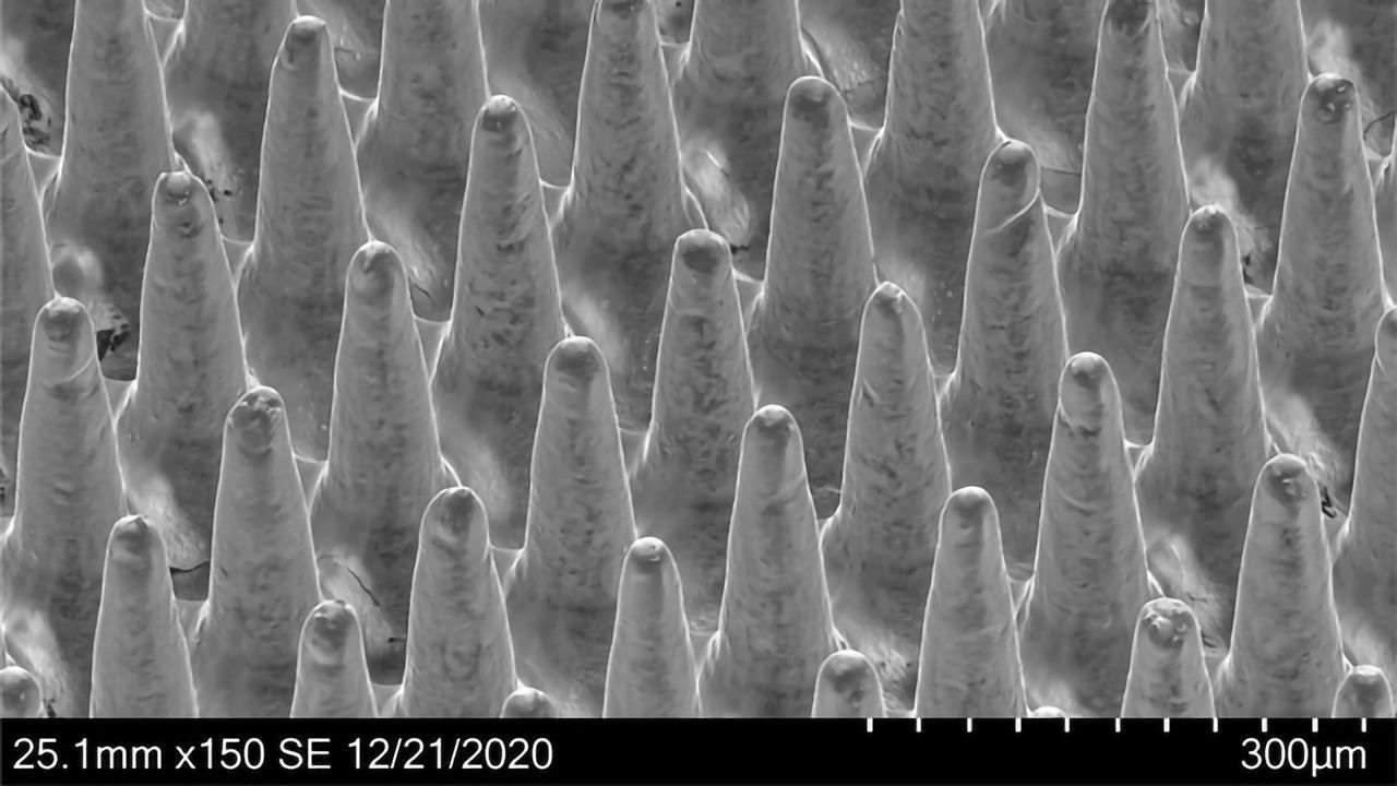 Skin-Patch Vaccine for Dengue Fever Successful in Preclinical Models