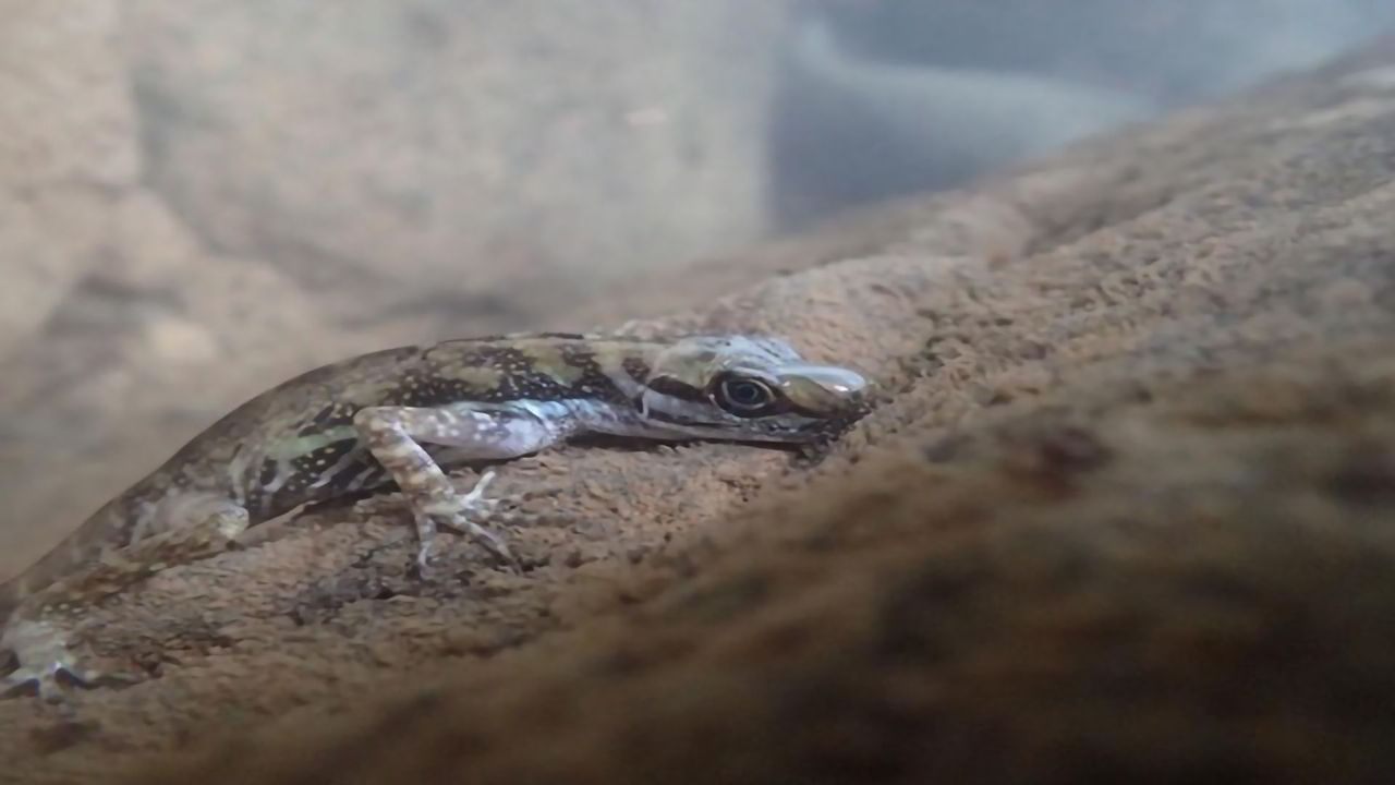 Researchers Discover How Lizards Breathe Underwater
