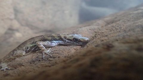 Researchers Discover How Lizards Breathe Underwater