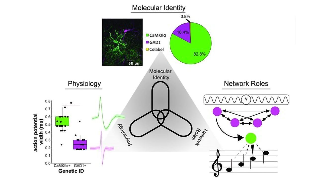 Songbird Forebrain Circuits Mirror Those Seen in Mammals