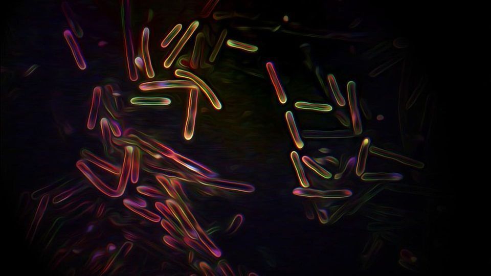 Cyanobacterium Could Reveal How Photosynthesis Evolved content piece image