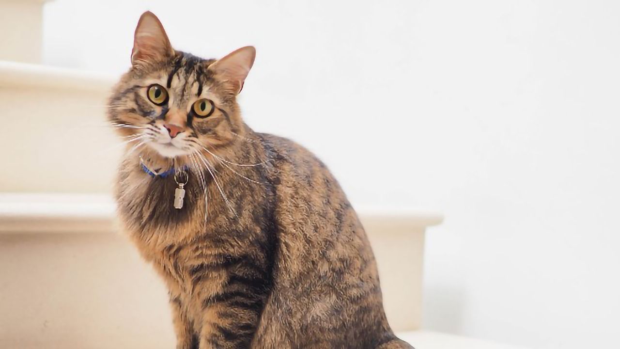 Alteration of Schroedinger's Cat Experiment Has Implications for Predicting the Future