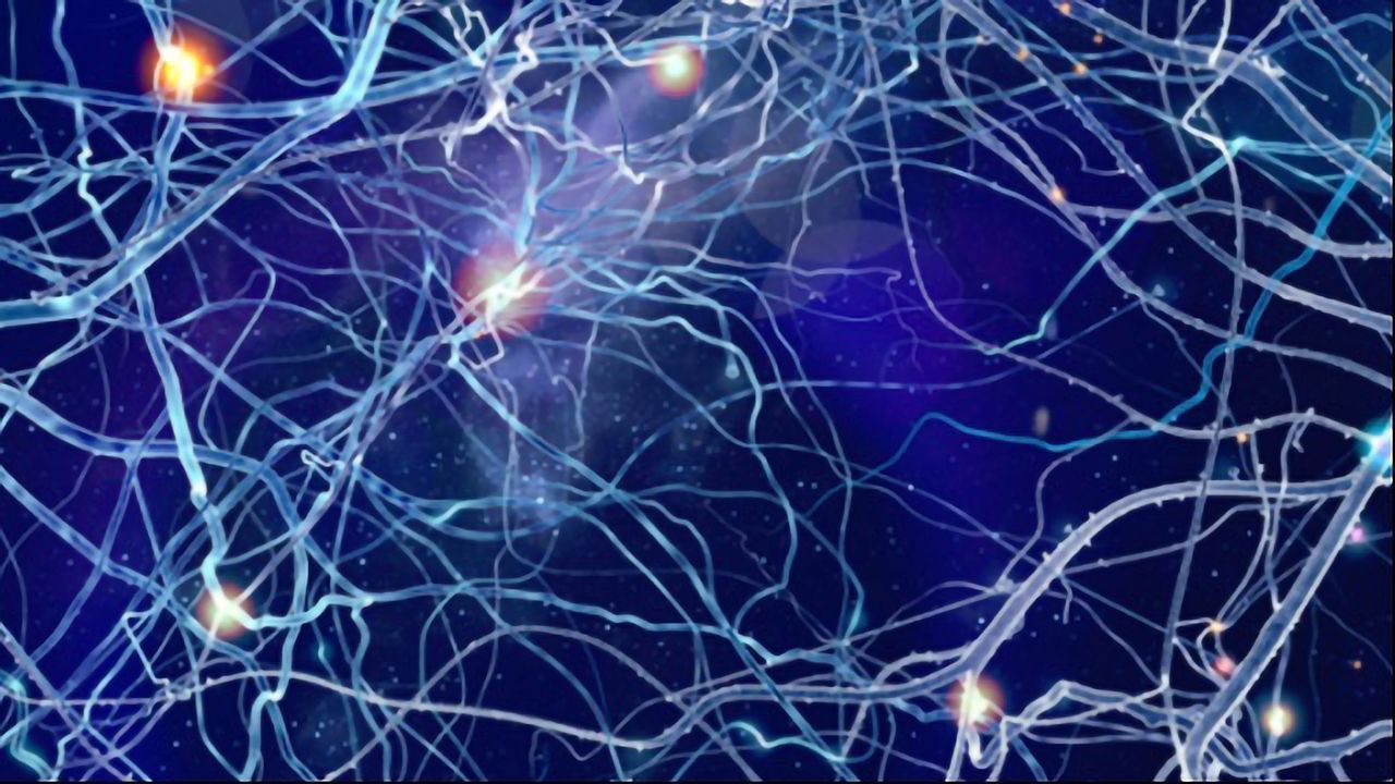 Novel Insights into the Glia Limitans of the Olfactory Nervous System