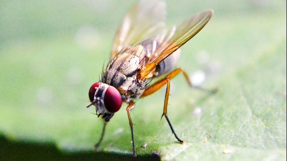 Bug Cell Count Reveals Flies Are Brainier Than First Thought content piece image