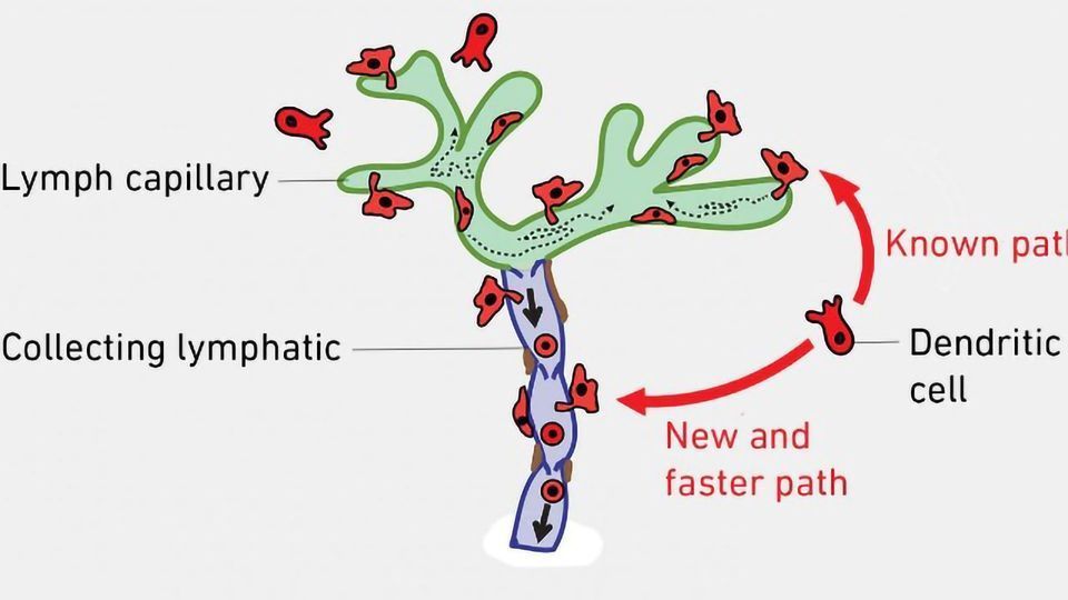 Dendritic Cells Can Take Shortcuts content piece image