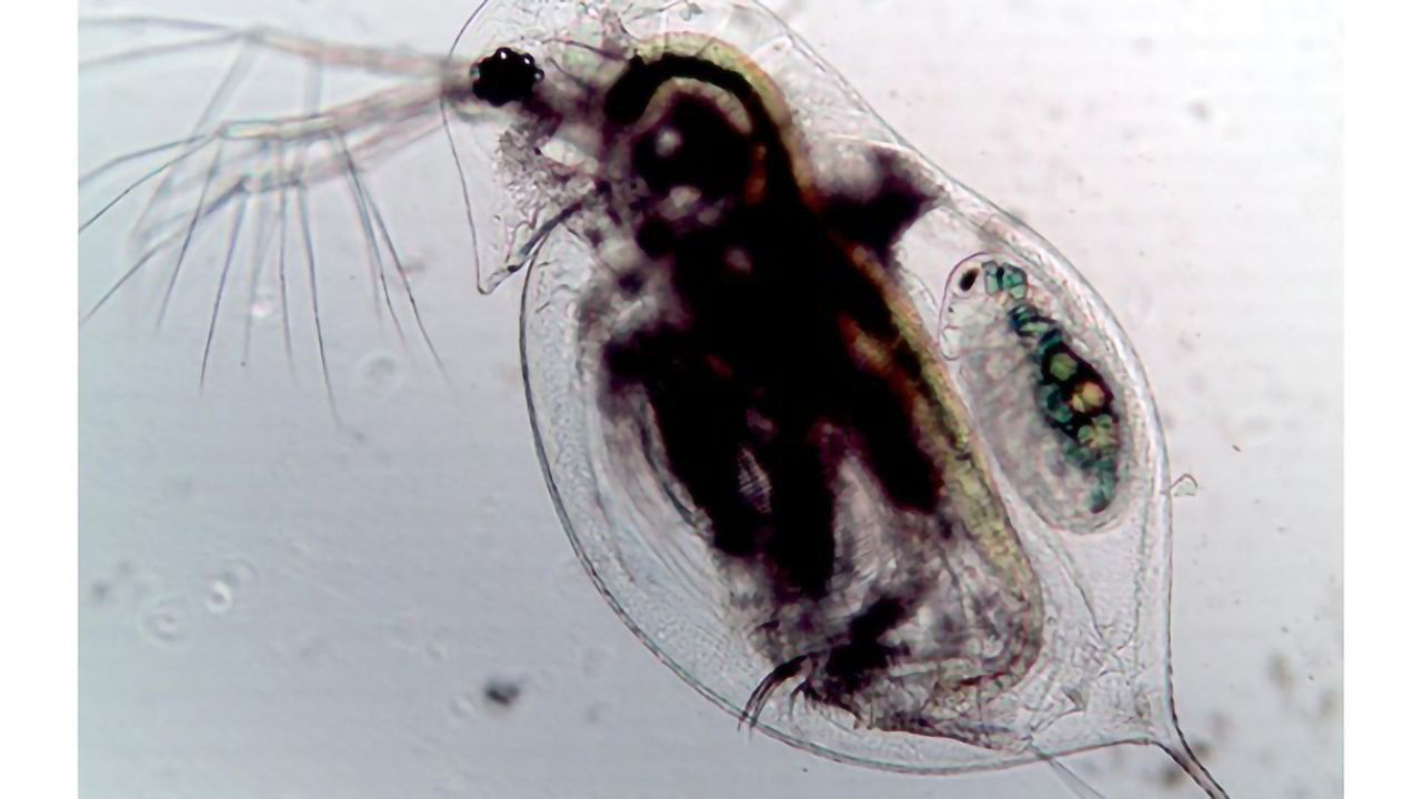 Initial Immune Response Key to Preventing Pandemics