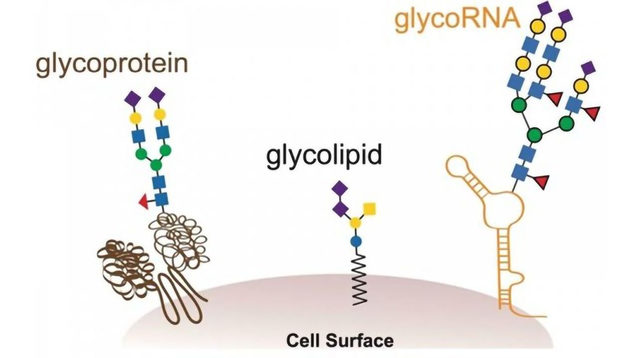Stanford Team Discover an Entirely New Kind of Biomolecule