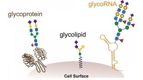 Stanford Team Discover an Entirely New Kind of Biomolecule