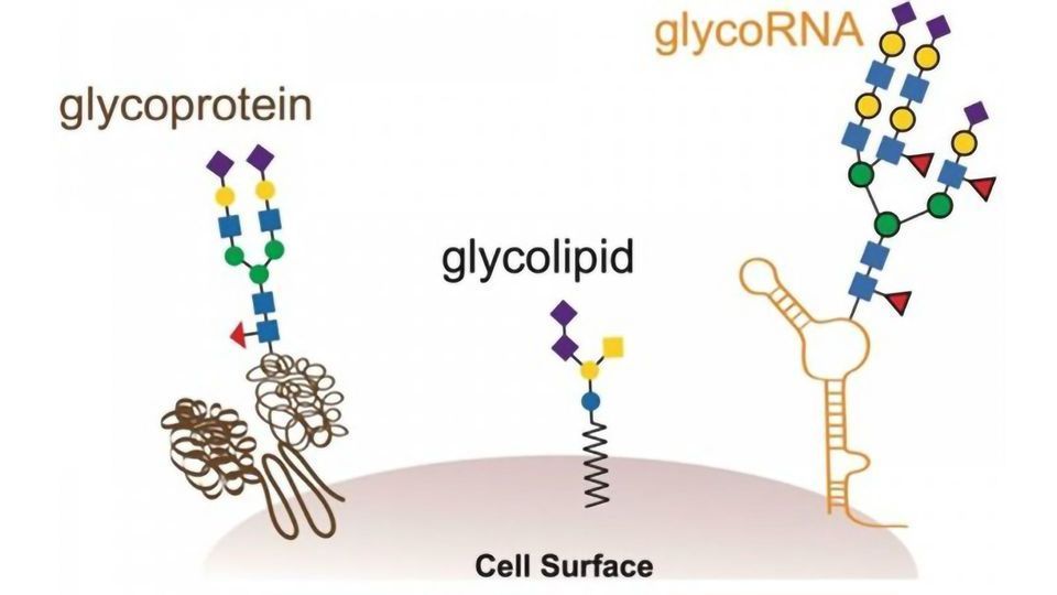 Stanford Team Discover an Entirely New Kind of Biomolecule content piece image