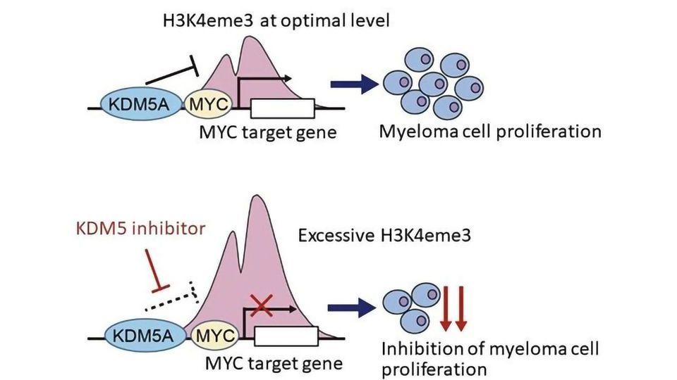 New Epigenetic Mechanisms Involved in Multiple Myeloma Growth content piece image