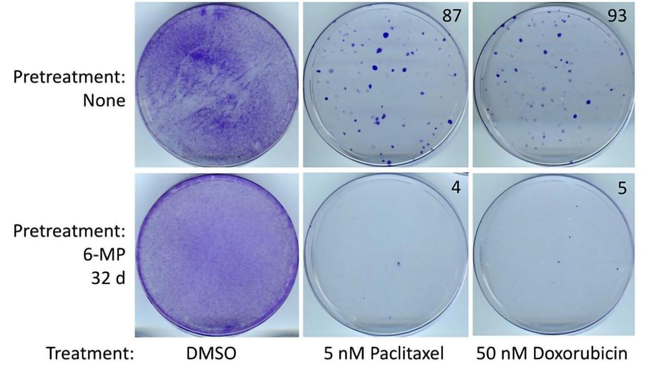 Anti-Inflammatory Drug Inhibits Resistant Triple-Negative Breast Cancer Cells