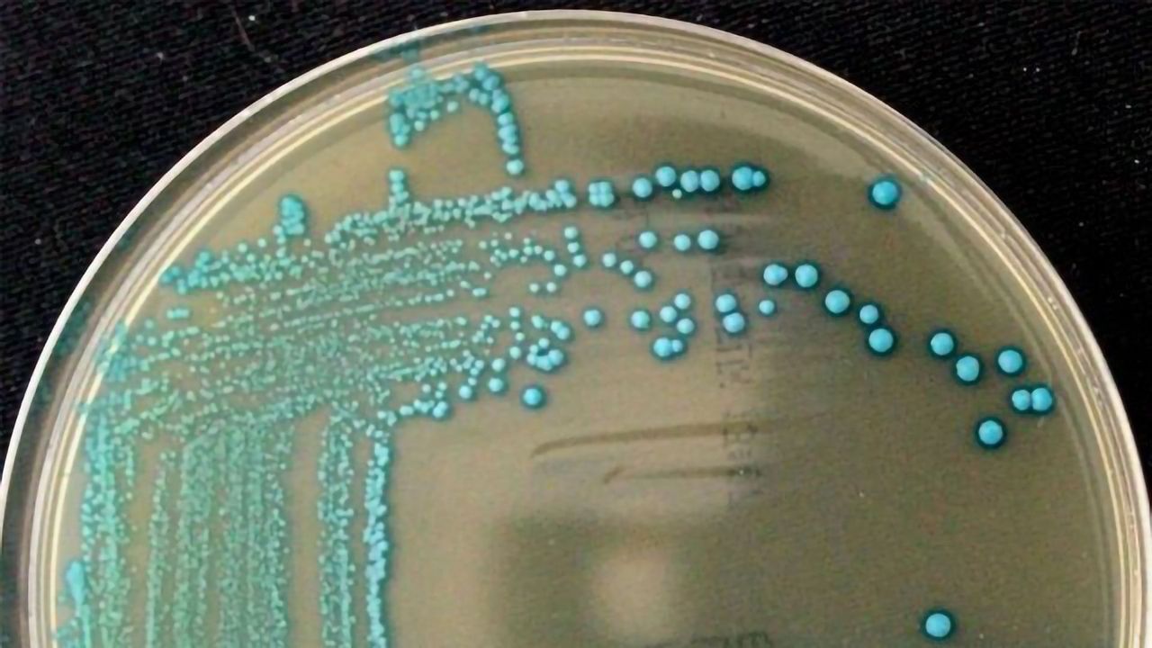 Food Poisoning Bacteria's Family Tree Expanded