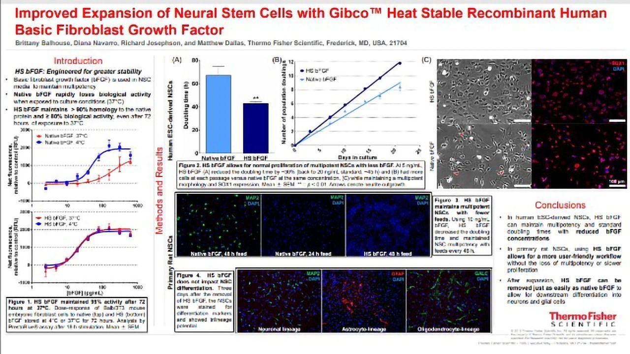 Improved Expansion of Neural Stem Cells with Gibco™ Heat Stable Recombinant Human Basic Fibroblast Growth Factor