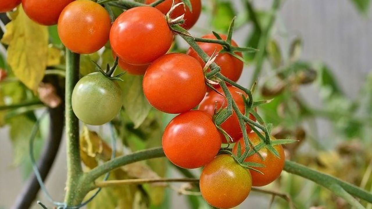 Controlling Tomato Ripening With a Single Protein