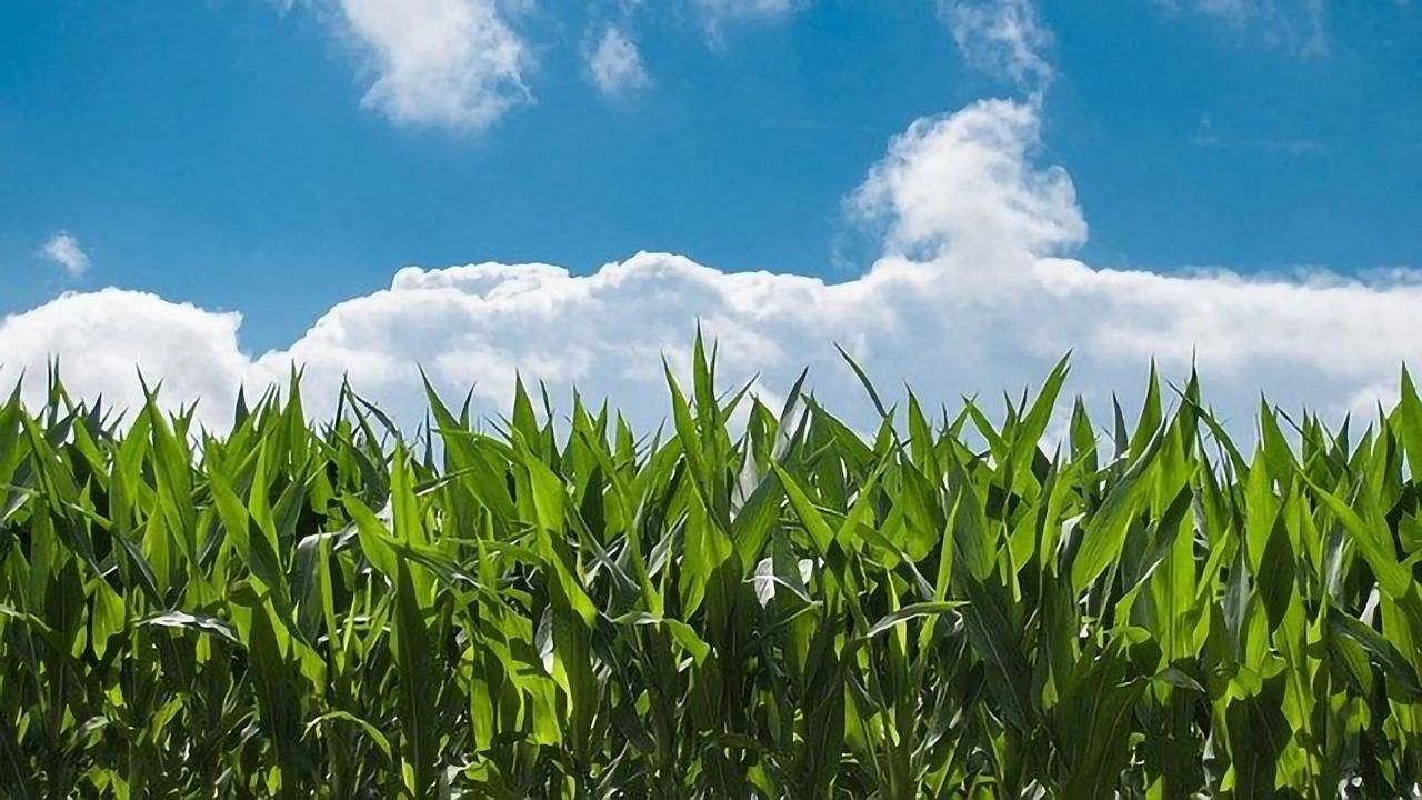 Changing Plant Chloroplasts To Improve Crop Performance