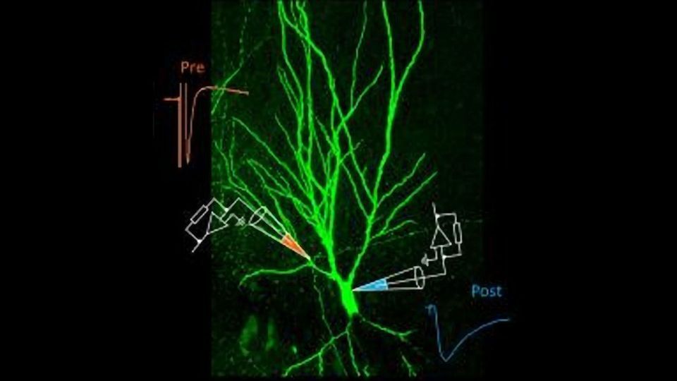 Why Synaptic Transmission Is Not a One-Way Street content piece image