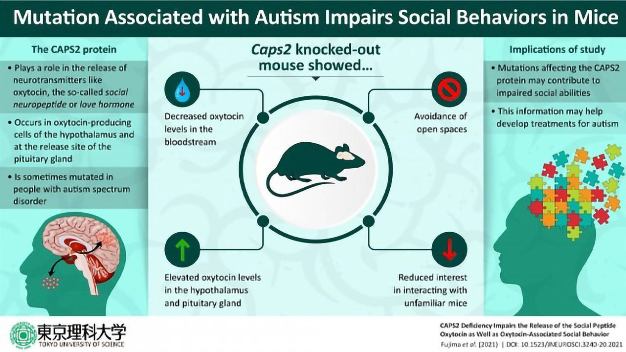 Autism-Associated Mutation Cuts Release of "Hug Hormone" Oxytocin