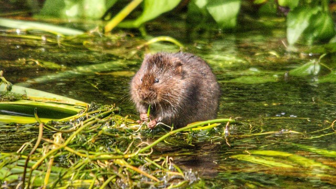 The Numbers of X Chromosomes in Male and Female Voles Changes