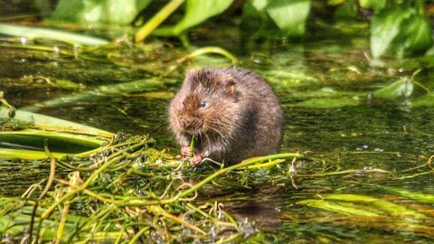 The Numbers of X Chromosomes in Male and Female Voles Changes