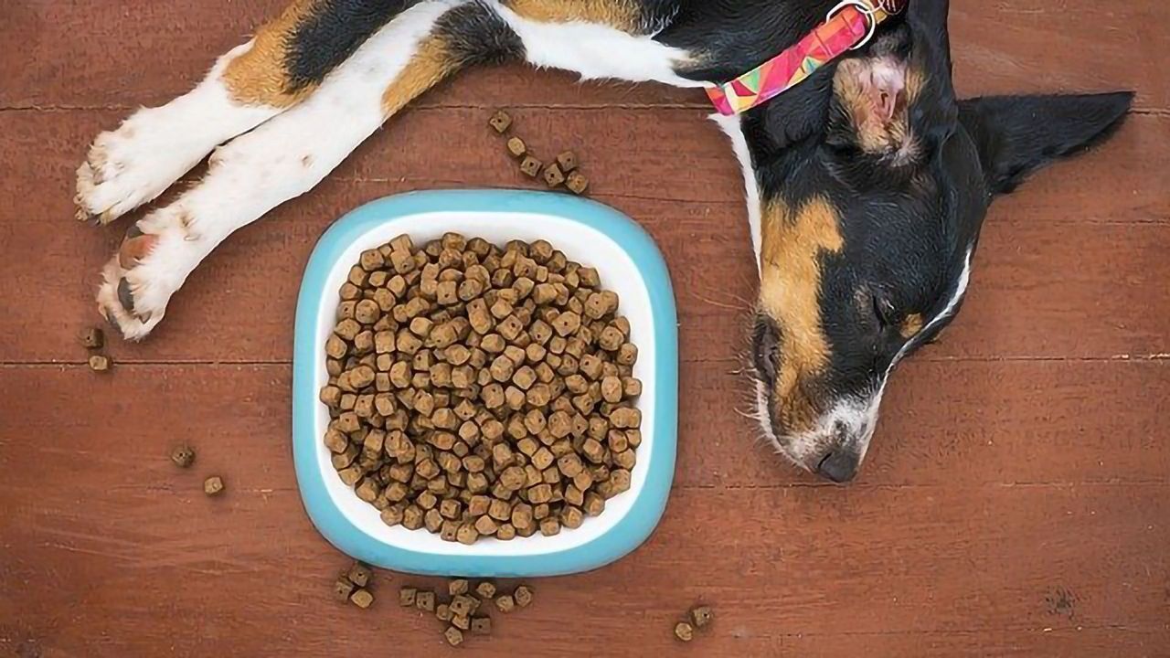 Dogs and Owners Diet Together