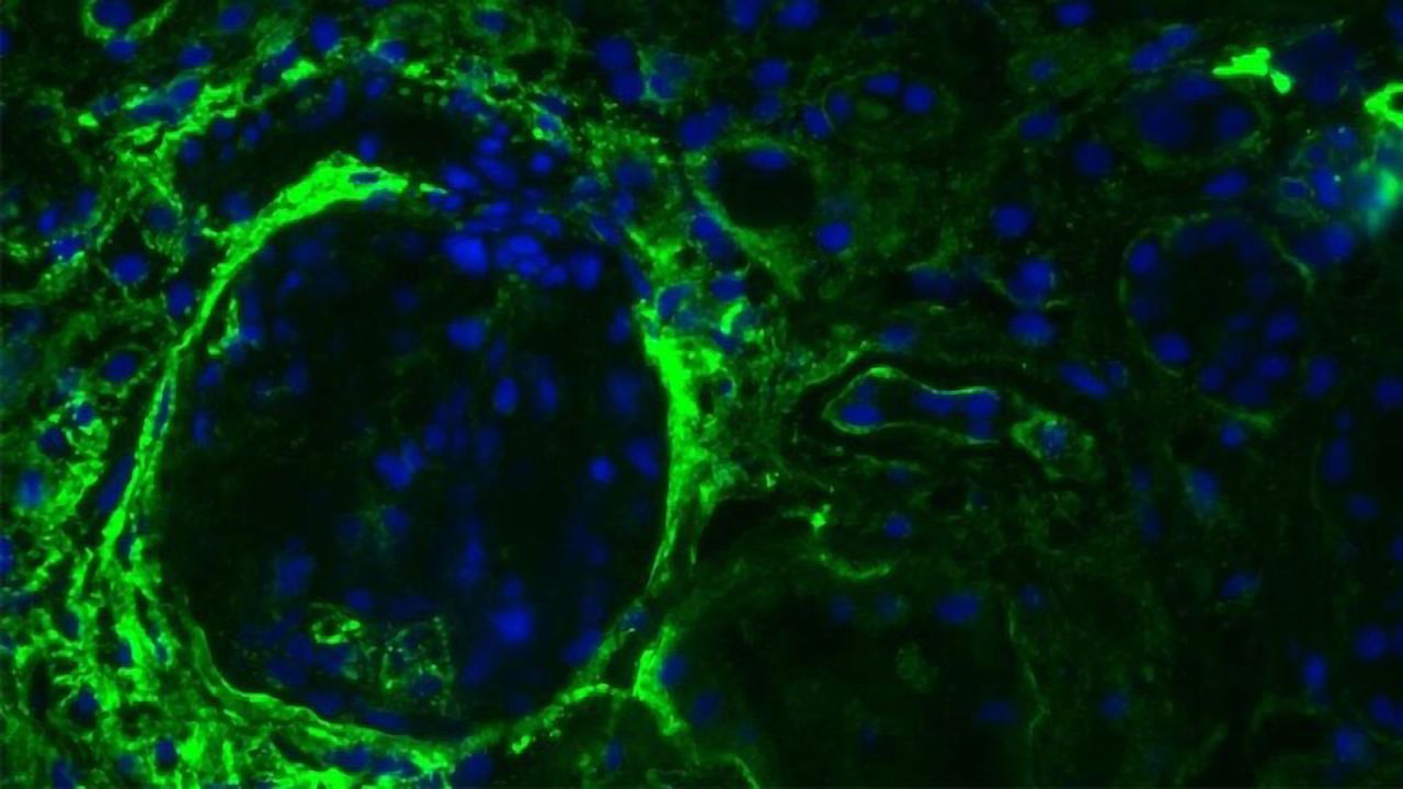 Biotinylated Heparan Sulfate Antibodies