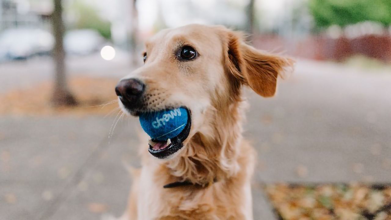 Canine Coronavirus Identified and Sequenced