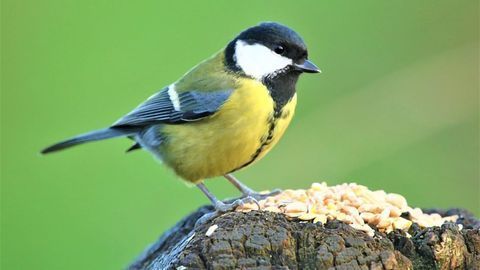Stressful City Life Impacts Bird’s Genes