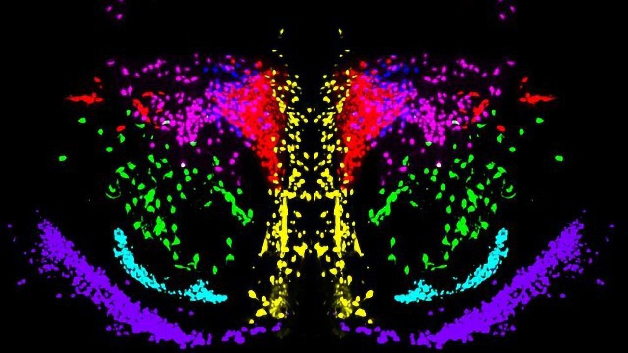 Visualizing Oxytocin and Vasopressin Circuits in 3D