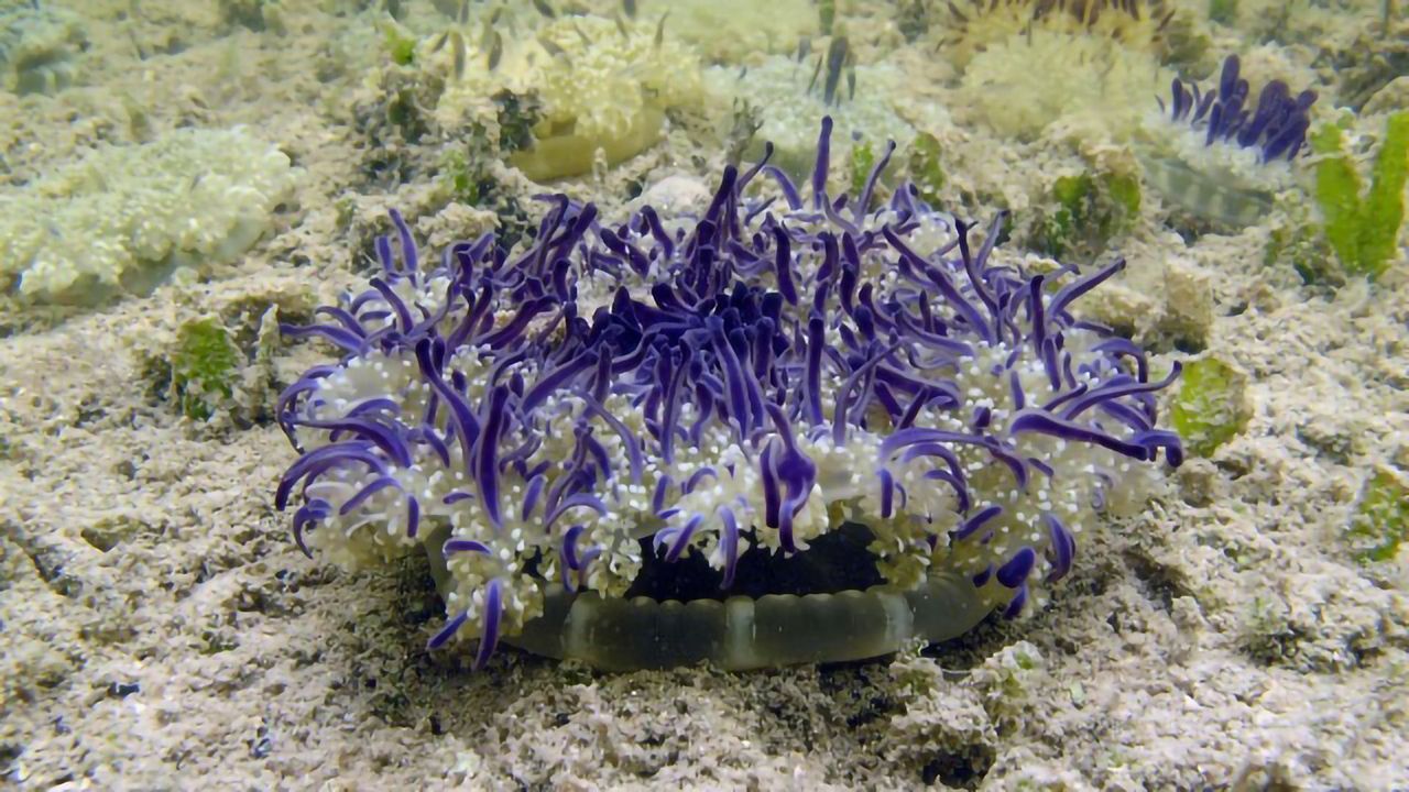 Tracking Down Who Is in the Ocean With Environmental DNA