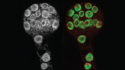 How Do Plants Leave Their Parents’ Genomic Baggage Behind?
