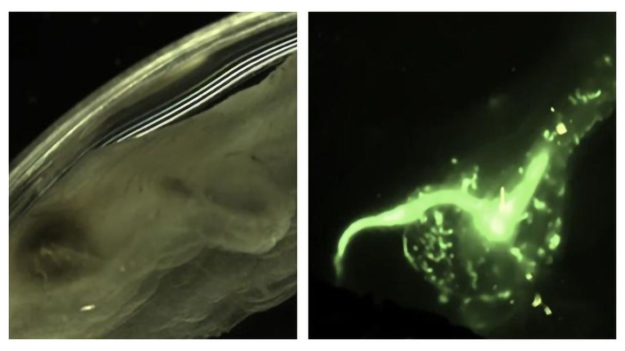 Marine Invertebrates Could Aid Nanoplastic Pollution Analyses