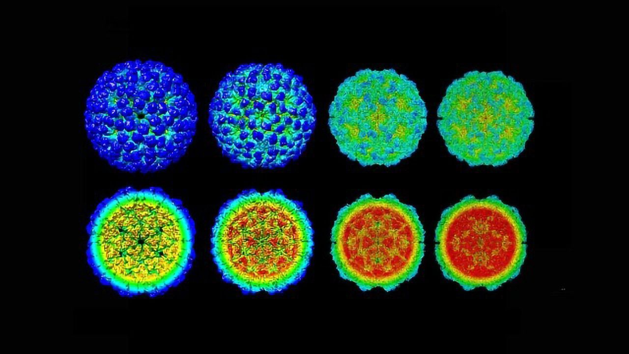 Dynamic Details of Virus Infection Cycle Revealed