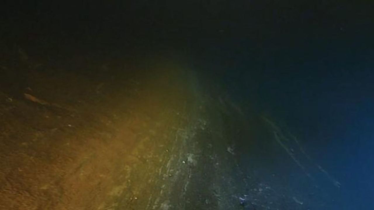 An Oasis of Microbial Life Found Deep in the Red Sea