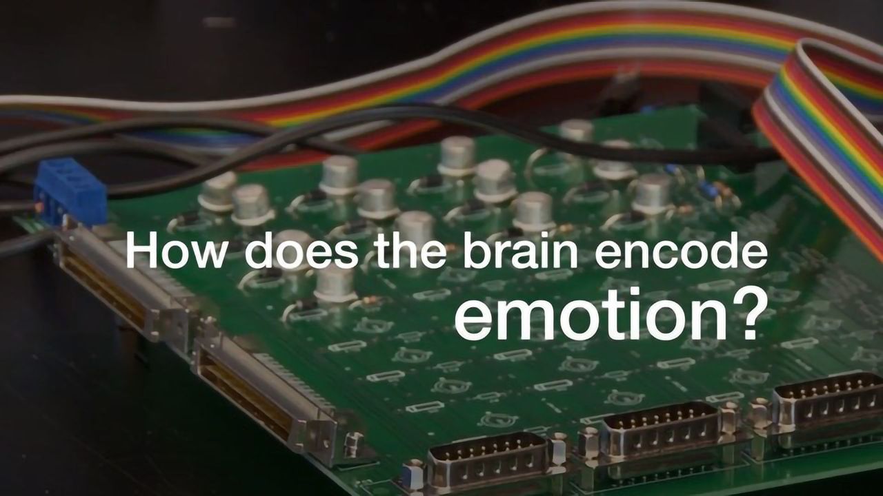 How Does the Brain Regulate Emotion?