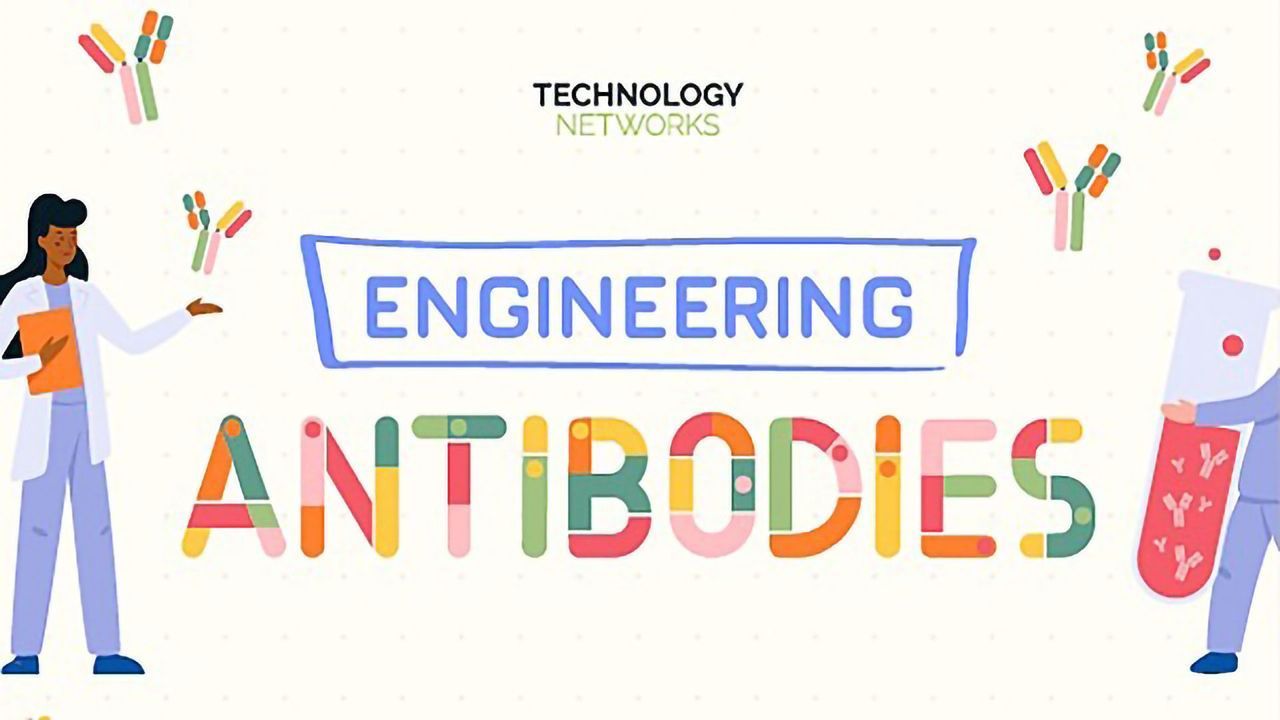 Engineering Antibodies