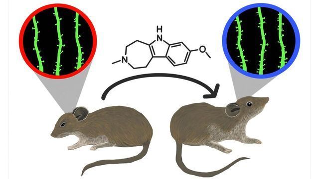Non-Hallucinogenic Psychedelic Analog Reverses Effects of Stress in Mice content piece image 