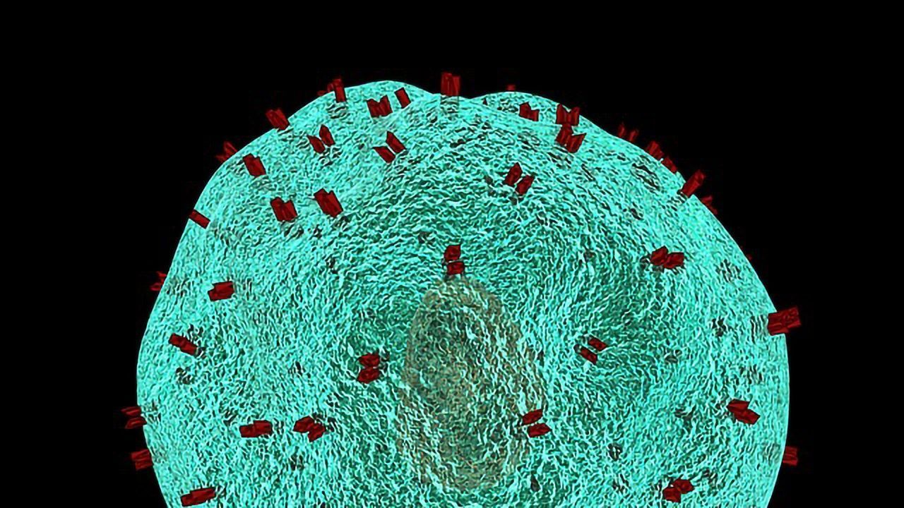 T Cells Make Mistakes in Telling Friend From Foe