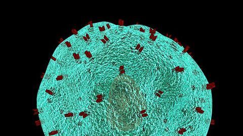 T Cells Make Mistakes in Telling Friend From Foe