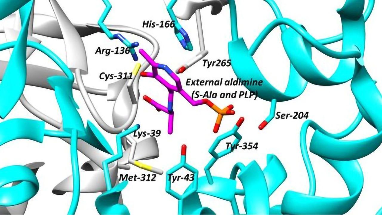 Finding Drugs To Target Critical Enzymes Called Racemases
