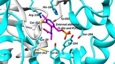 Finding Drugs To Target Critical Enzymes Called Racemases