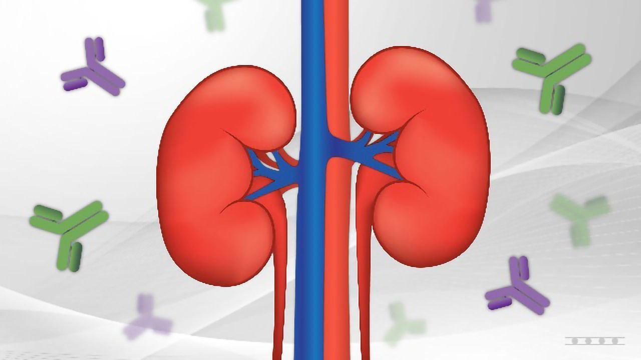 Diagnostic Biomarkers in Human Primary Membranous Nephropathy: anti-PLA2R, anti-THSD7A and Beyond