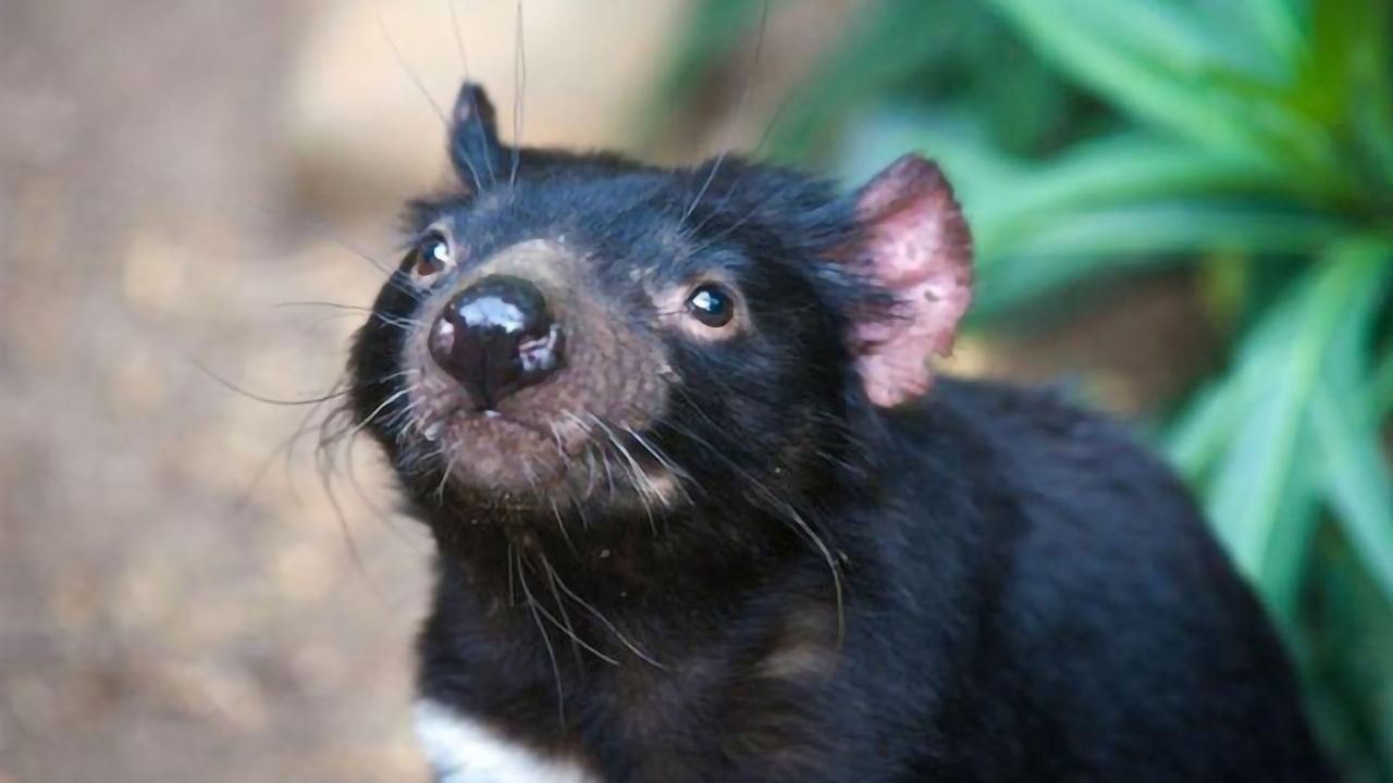 Team Studies the Evolution of Tasmanian Devils in Response to Transmissible Cancer