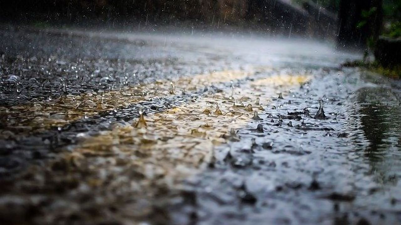 Rain Gardens Could Keep Microplastics and Rubber Fragments Out of Waterways